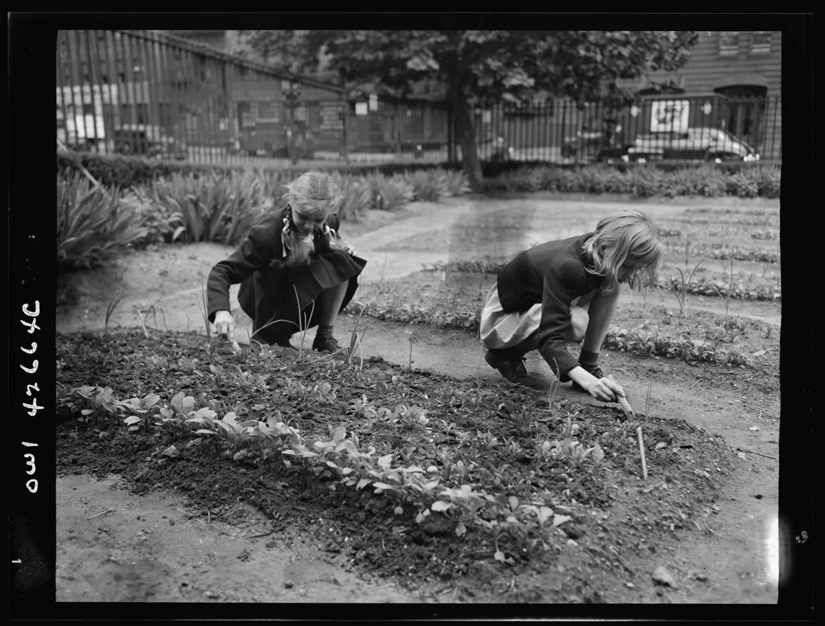 Victory Gardens